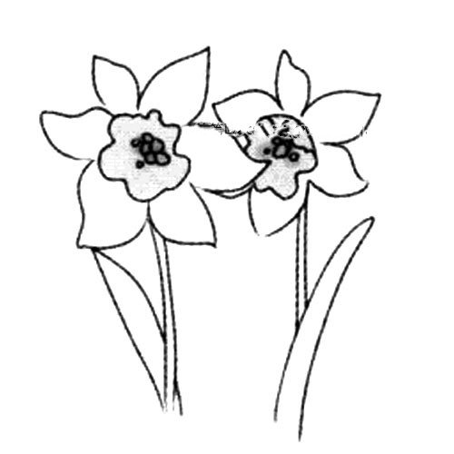 3.画出笔直的花茎。