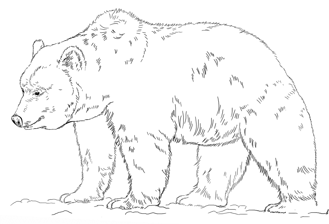 大灰熊的画法