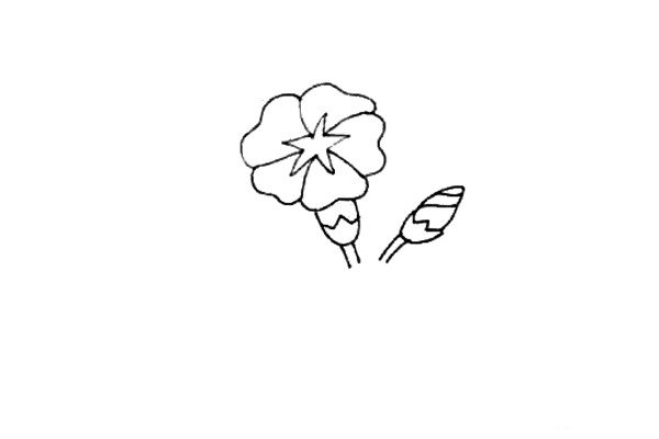第四步：为喇叭花添上花托和花的枝干，在它的旁边也画上一个花托和小的花骨朵。