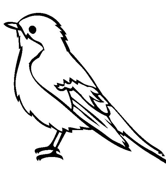 小鸟简笔画 斑鹟鸟简笔画图片