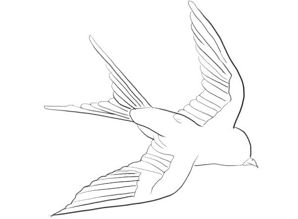 5、再给燕子的翅膀上画出线条。