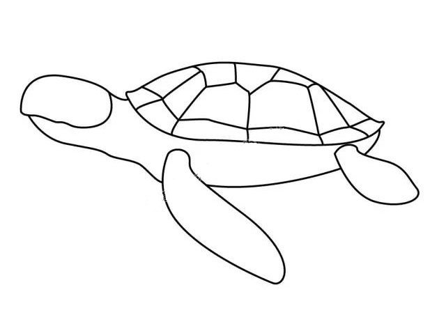 5.再画海龟灵活的四肢