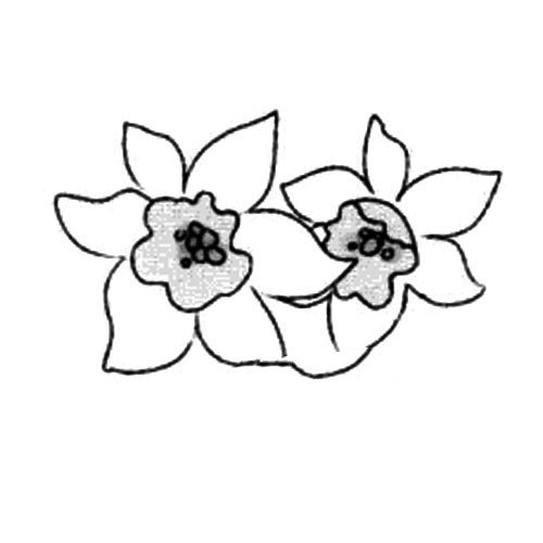 2.再画出花瓣。
