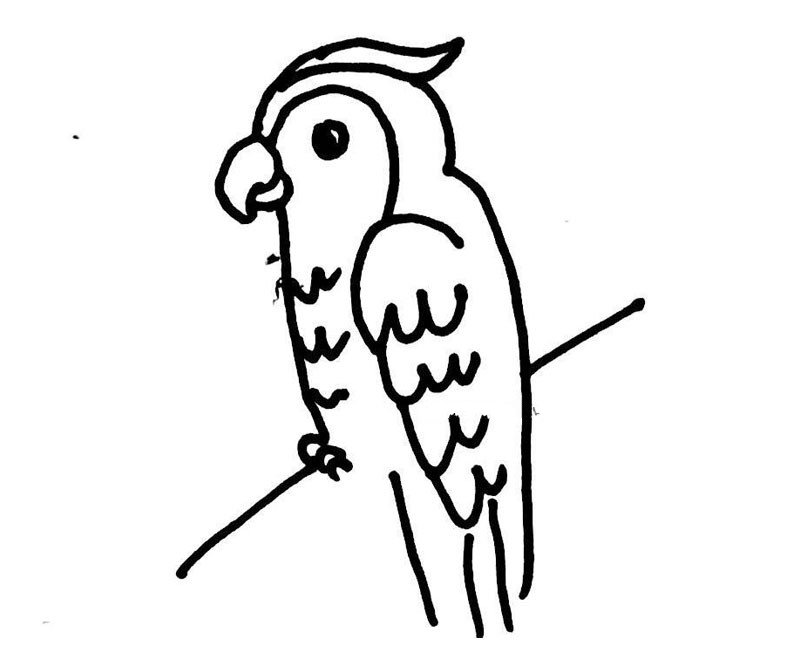 鹦鹉的简笔画