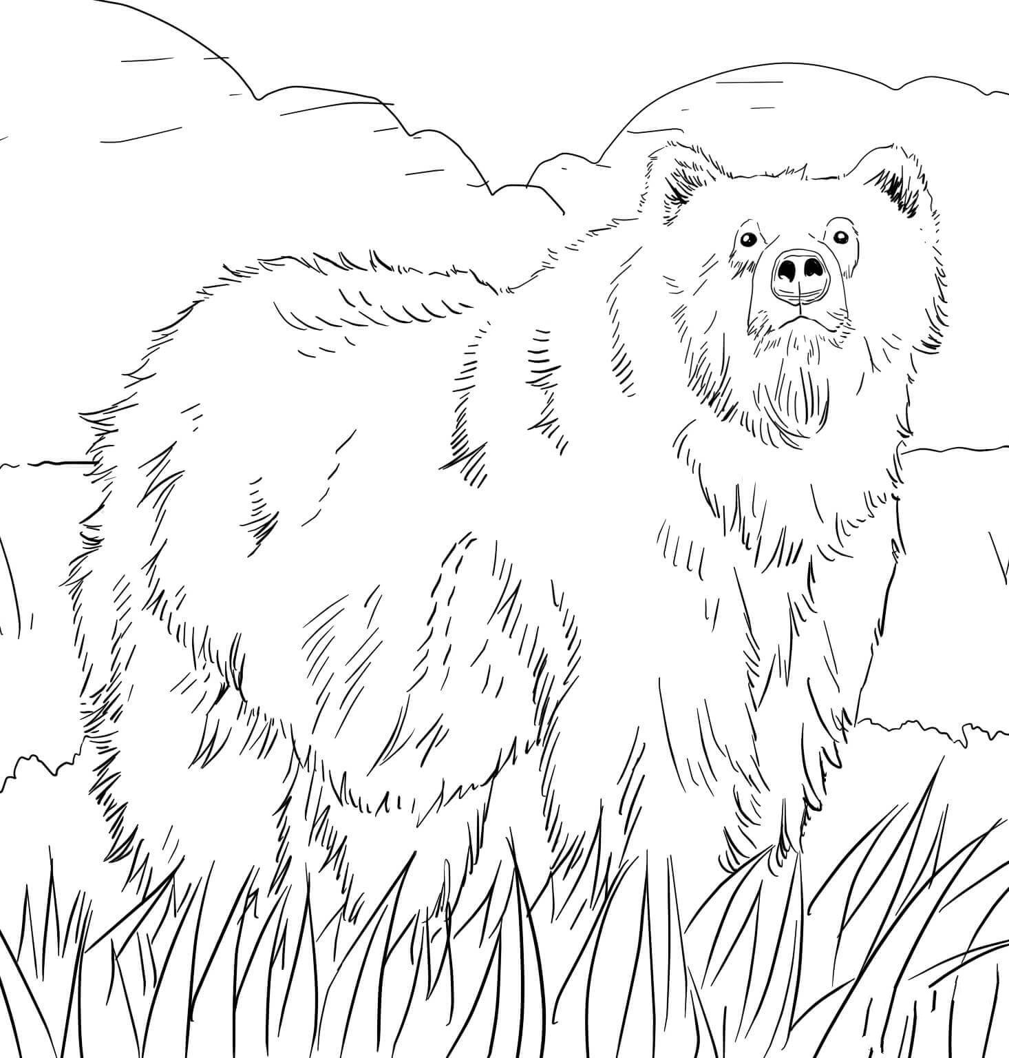阿拉斯加灰熊
