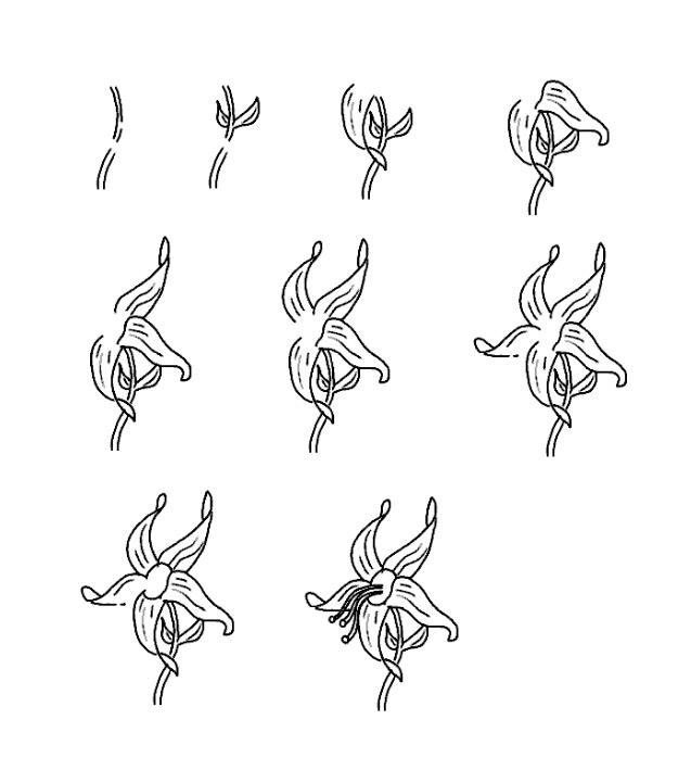 百合花花朵简笔画步骤图