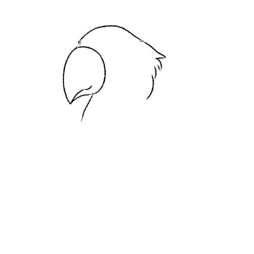 1.画出鹦鹉的头部和大而尖的喙。