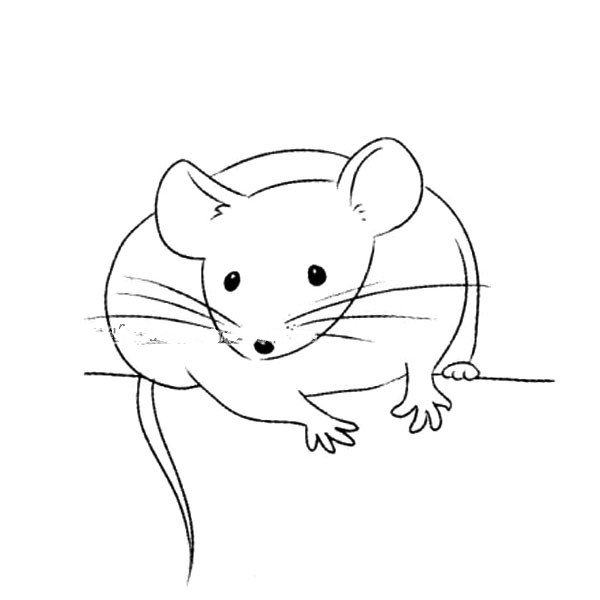 各种种类的老鼠 小白鼠