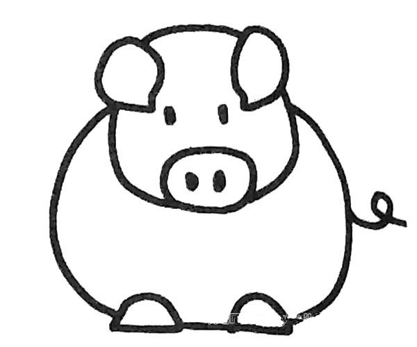 小猪简笔画步骤4