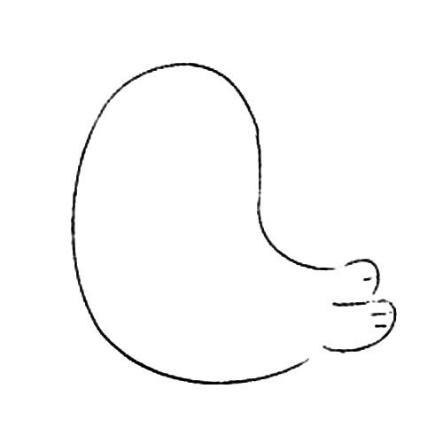 1.画出海狮的身体轮廓。