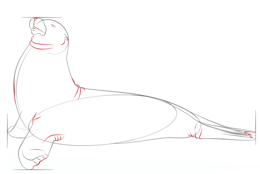 如何画海狮
