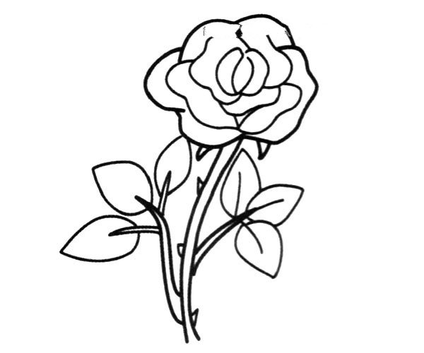 简笔画图片带刺的玫瑰