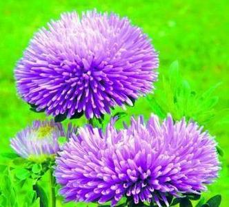 唯美浪漫的紫色花卉qq意境头像图片