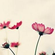 唯美意境的清新花朵简单qq头像图片