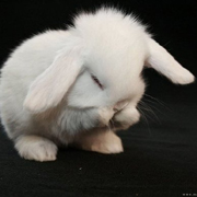 清新可爱的兔子简约qq头像图片大全