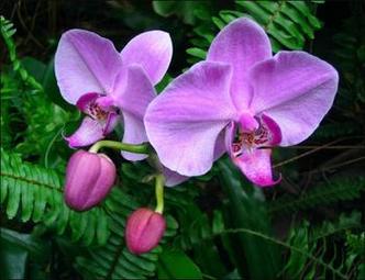 唯美浪漫的紫色花卉qq意境头像图片