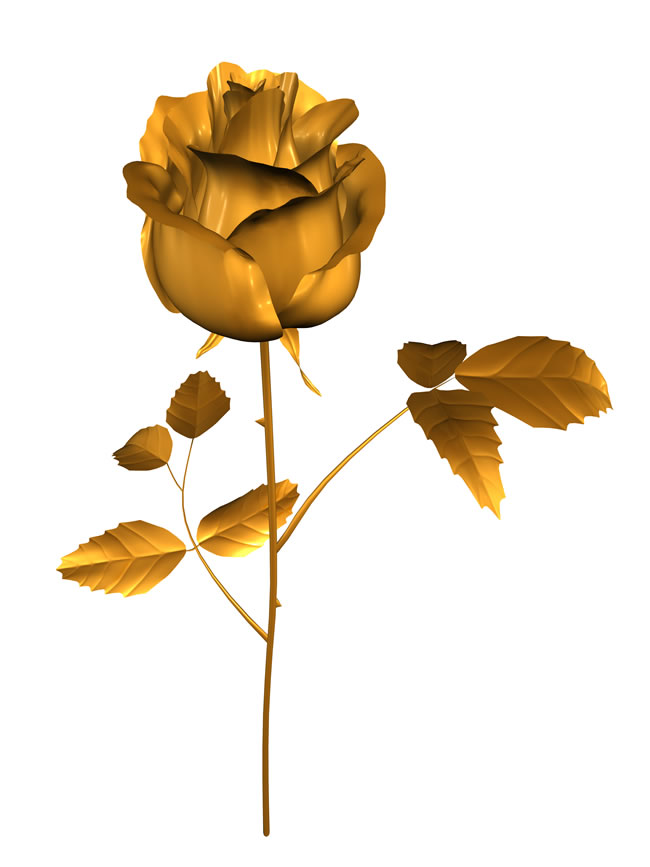 金玫瑰花图片