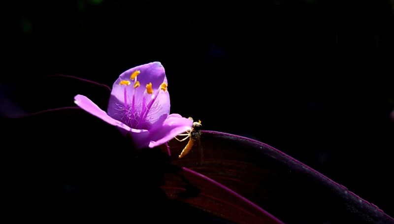 紫鸭跖草图片