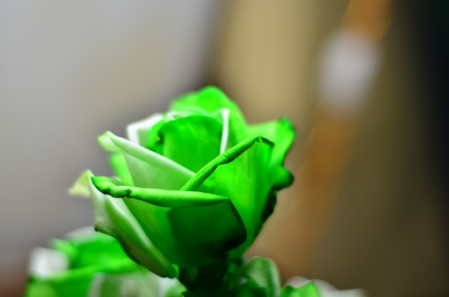 绿玫瑰高清图片
