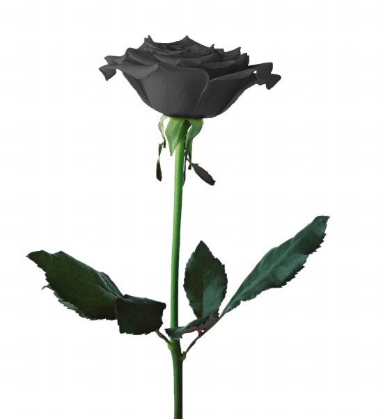 黑色玫瑰花高清图片素材3000x3000