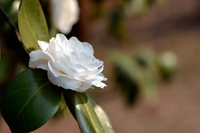 白色山茶花图片