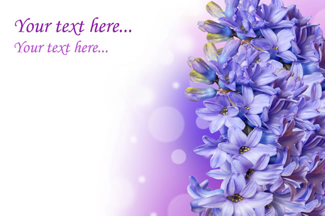 唯美紫色风信子背景图片