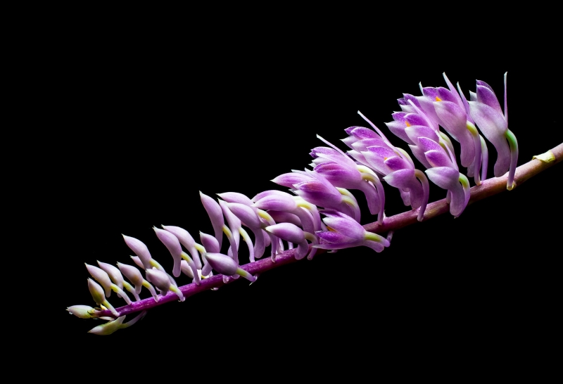 紫色野生兰花图片