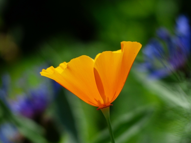 黄色罂粟花图片