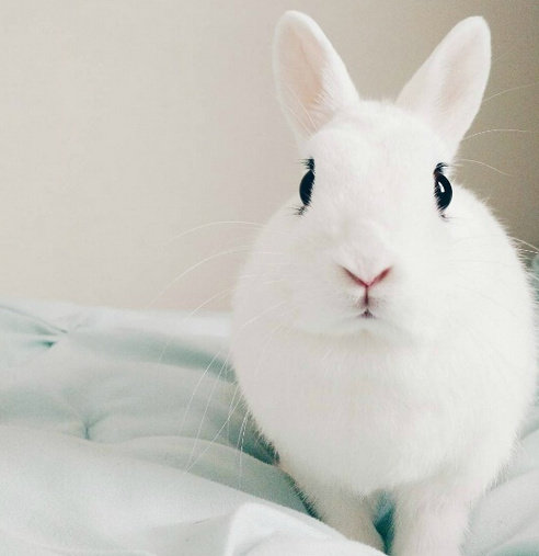 长长的睫毛雪白雪白超好看的小兔子