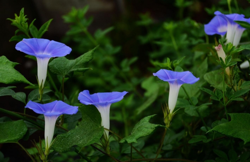 蓝色牵牛花图片