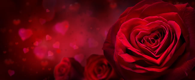 爱心玫瑰花背景图片