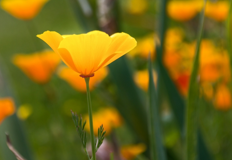 黄色罂粟花图片