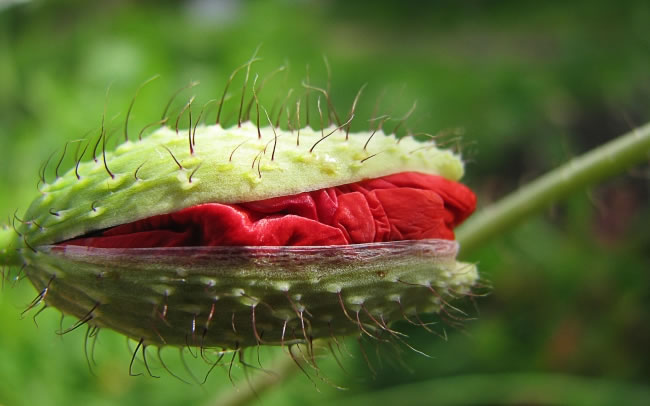 含苞待放的罂粟花高清摄影图片