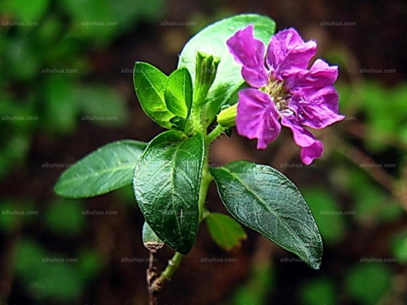 紫雪茄花图片