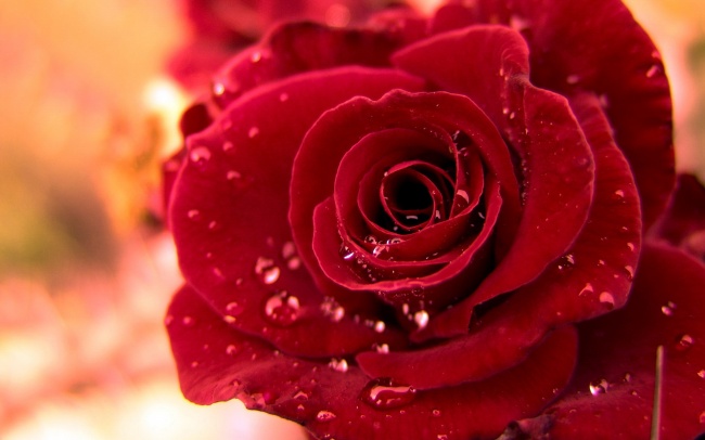 红色露珠玫瑰花图片