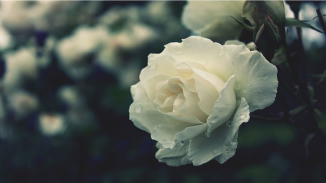 唯美白玫瑰花图片