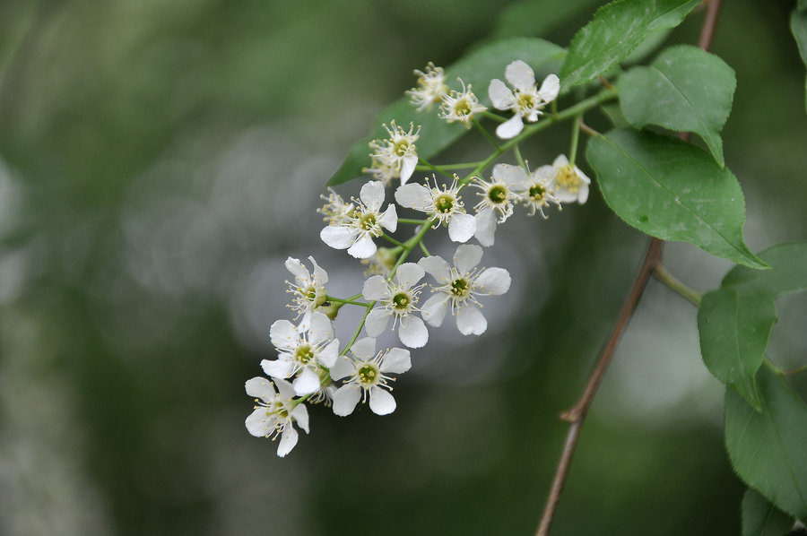 稠李花图片