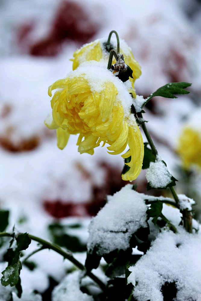 雪中依然坚守的菊花