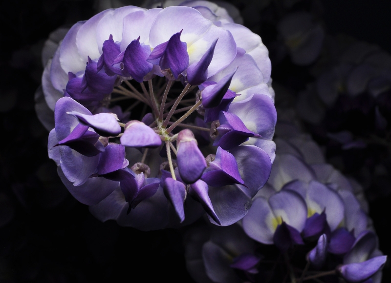 高清紫藤图片
