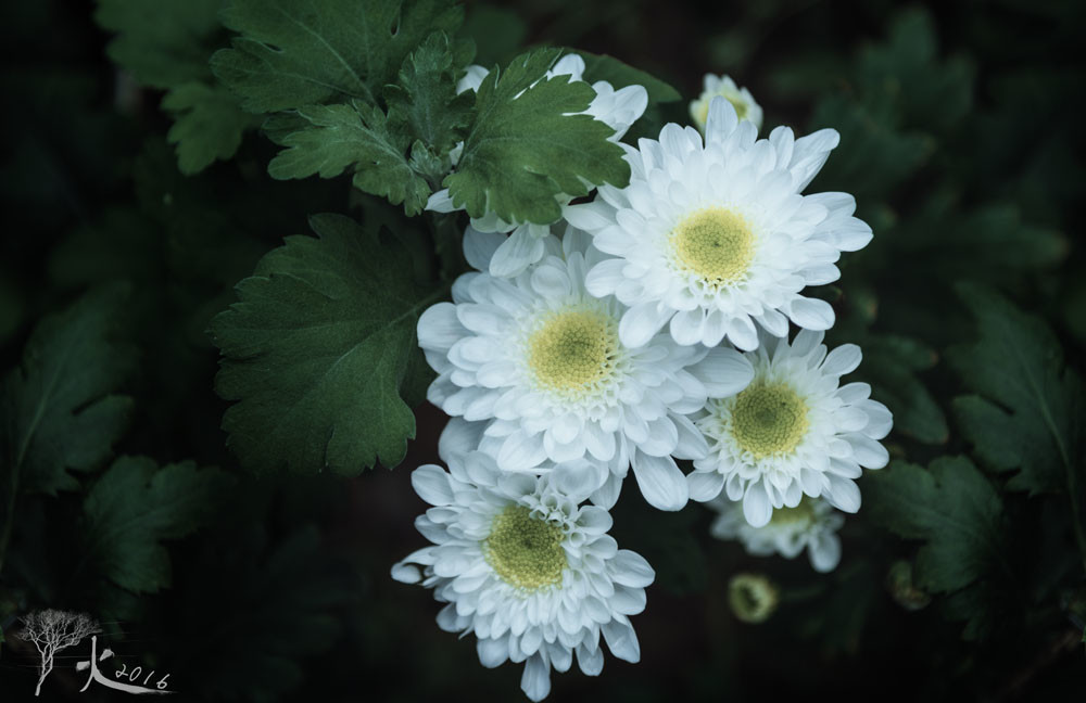 西湖菊花展随拍