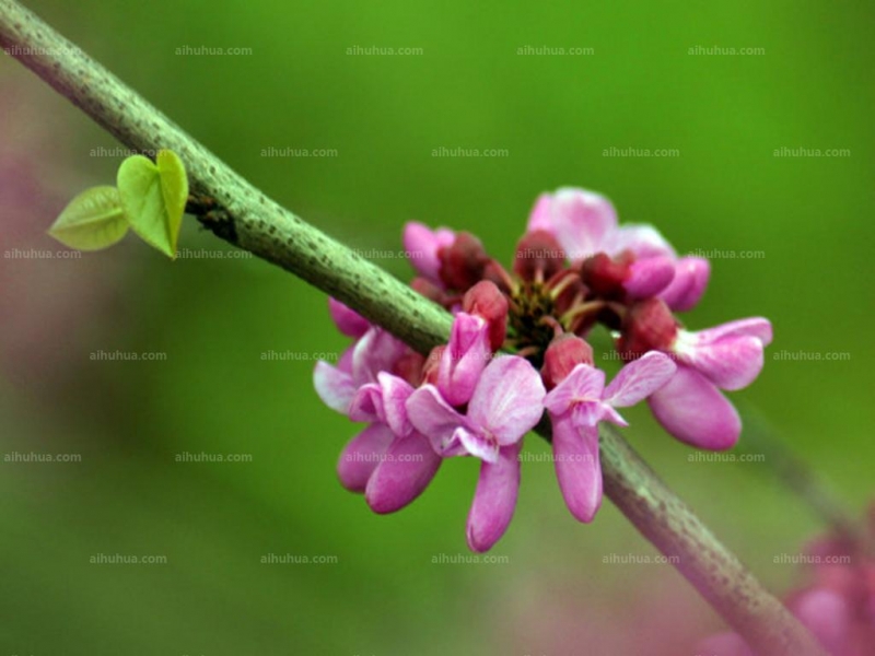 豆科紫荆花图片