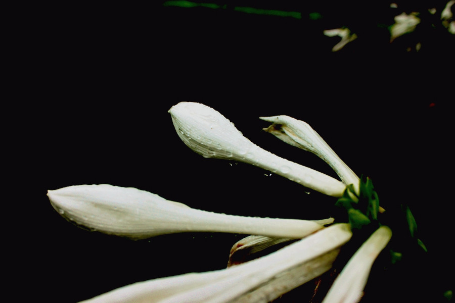 纯白玉簪花图片