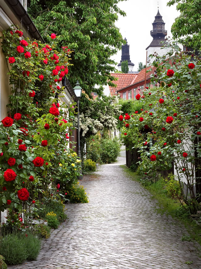 小巷两旁玫瑰花图片