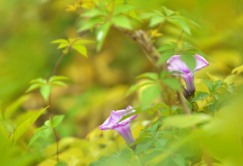 唯美牵牛花图片