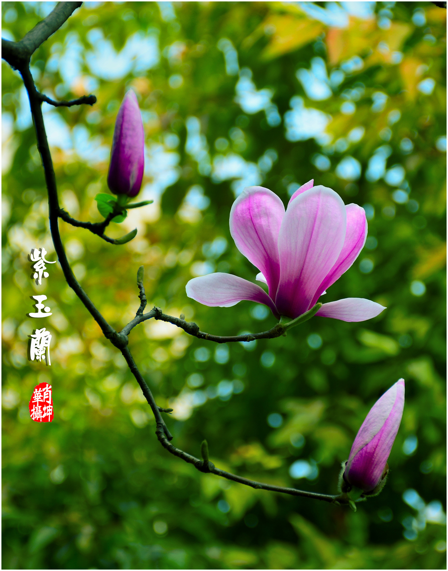 温婉紫玉兰花图片