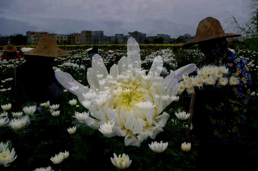 采菊东篱下，悠然见南山