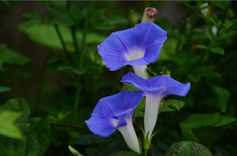 蓝色牵牛花图片