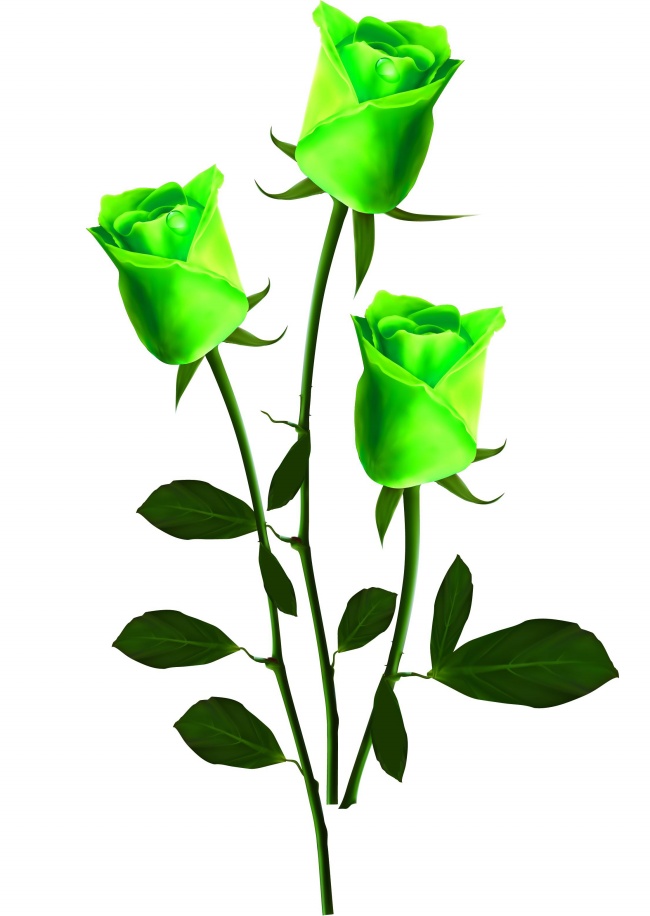 绿色玫瑰花高清图片素材