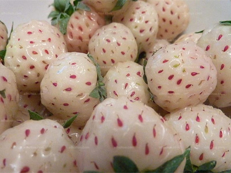 菠萝莓图片