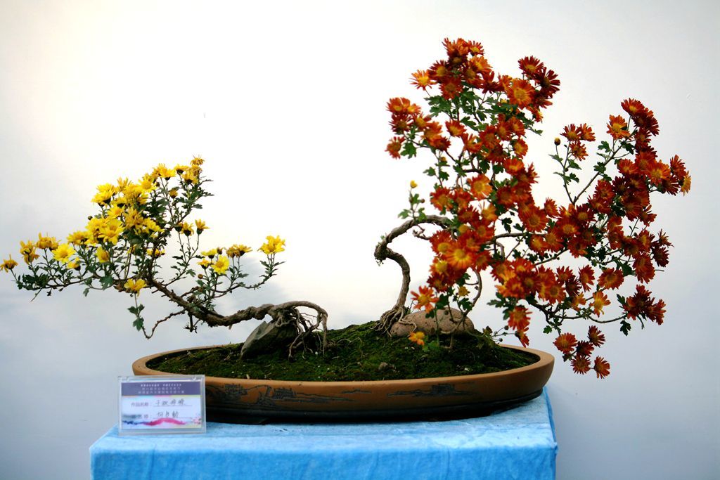 菊花展上的盆景